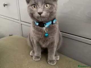 Mixed Breed cats Beautiful Bsh mixed litter now ready - Advert 15