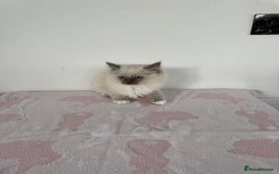 Ragdoll cats for sale: Beautiful ragdoll kittens  - Image 3