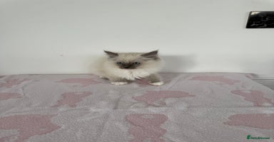 Ragdoll cats - Advert 15