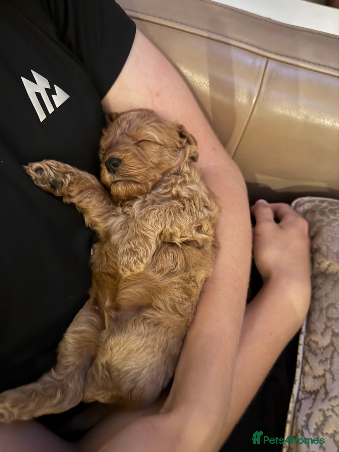 Cockapoo dogs for sale: Adorable cockapoo puppies for sale  - Image 23