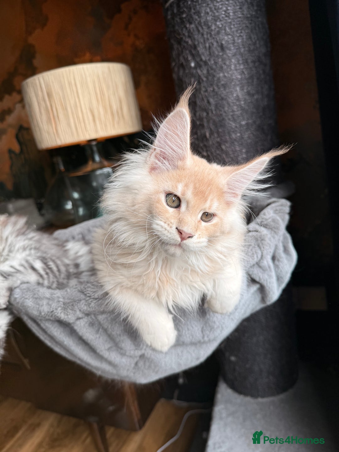 Maine Coon cats for sale: Tica registered Maine Coons from champion lines  - Image 15