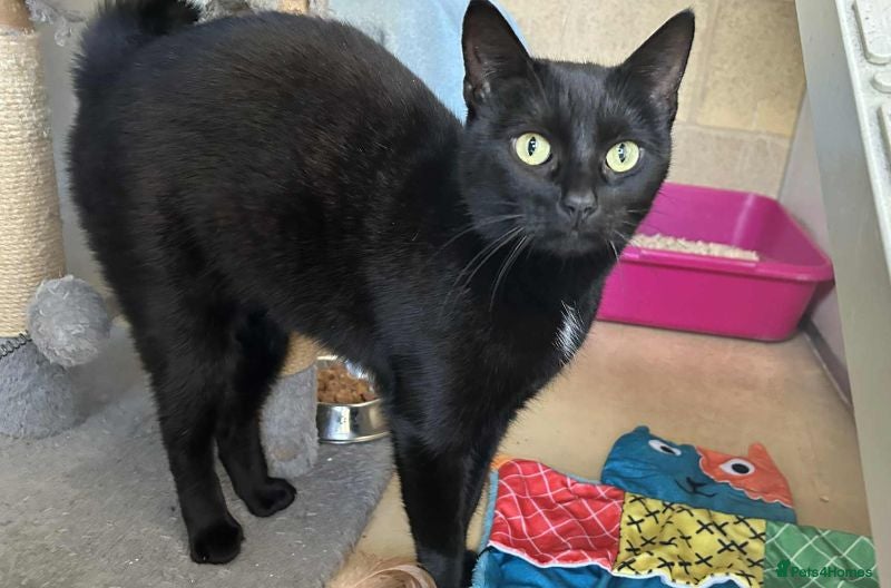 Domestic Shorthair cats Holly - Advert 1