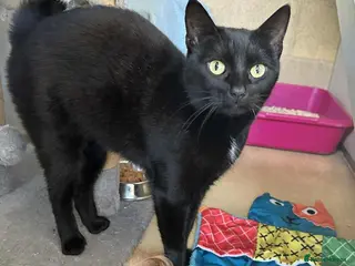 Domestic Shorthair cats Holly - Advert 1