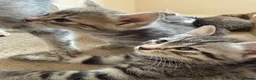 Mixed Breed cats for sale: READY🎉 Prince & Princess Tabby MaineCoon mixed 👑 - Advert 4