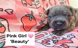 Staffordshire Bull Terrier dogs for sale: Gorgeous Chunky KC Blue Staffy Puppies - Image 10