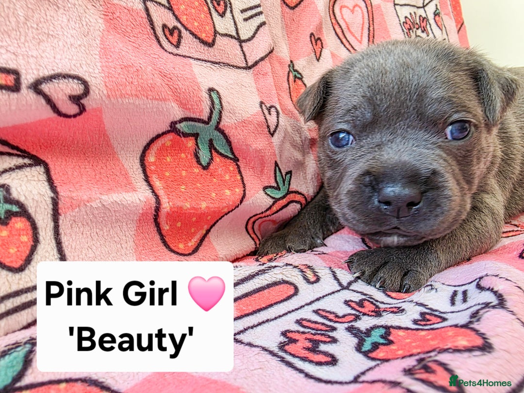 Staffordshire Bull Terrier dogs for sale: Gorgeous Chunky KC Blue Staffy Puppies - Image 10