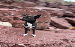 Chihuahua dogs for sale: Stunning Little Short Coat Chihuahuas - Image 17