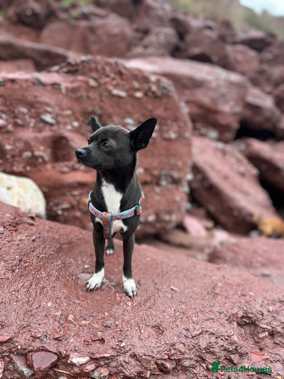 Chihuahua dogs for sale: Stunning Little Short Coat Chihuahuas - Image 17