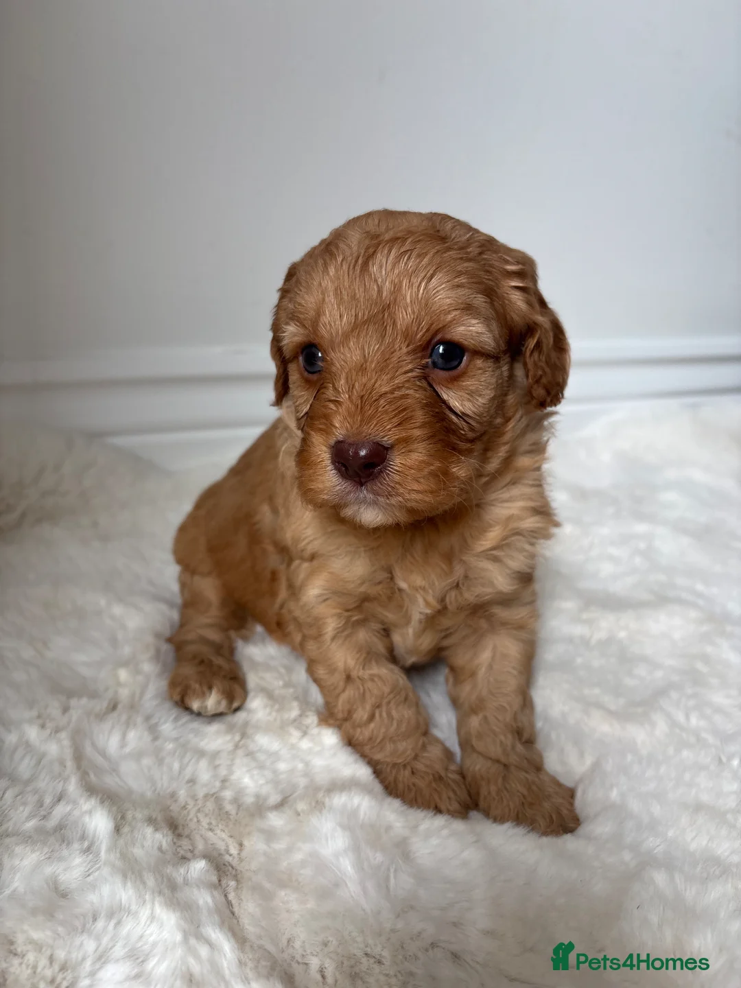 Cavapoo dogs for sale: Extremely health tested Cavapoo puppies  - Advert 2
