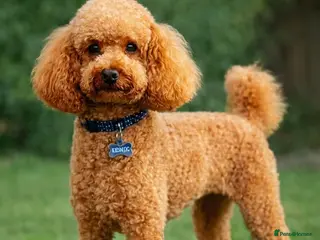 Toy Poodle dogs Top Quality Toy Poodle, Proven KC Registered Stud” - Advert 5