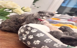 Scottish Fold cats for sale: Kittens. Scottish fold - Image 8