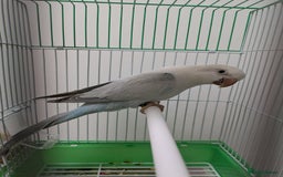 Parakeets birds for sale: Males and females DNA tested Quaker parrots babies - Image 13