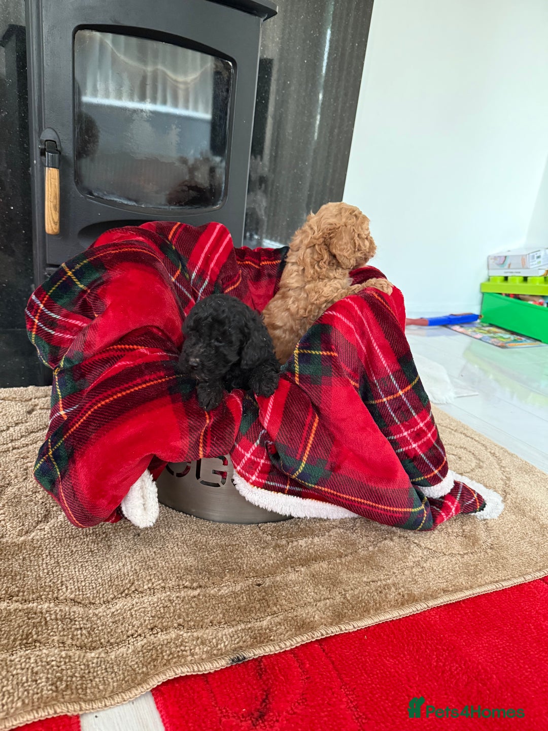 Cockapoo dogs for sale: F1bb Pettit cockapoo puppies  - Advert 4