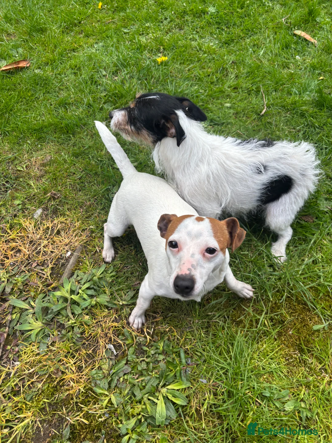 Jack Russell dogs for sale: Beautiful Jack Russell bitch  - Advert 2