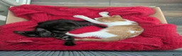 Mixed Breed cats for sale: Kittens - Advert 2