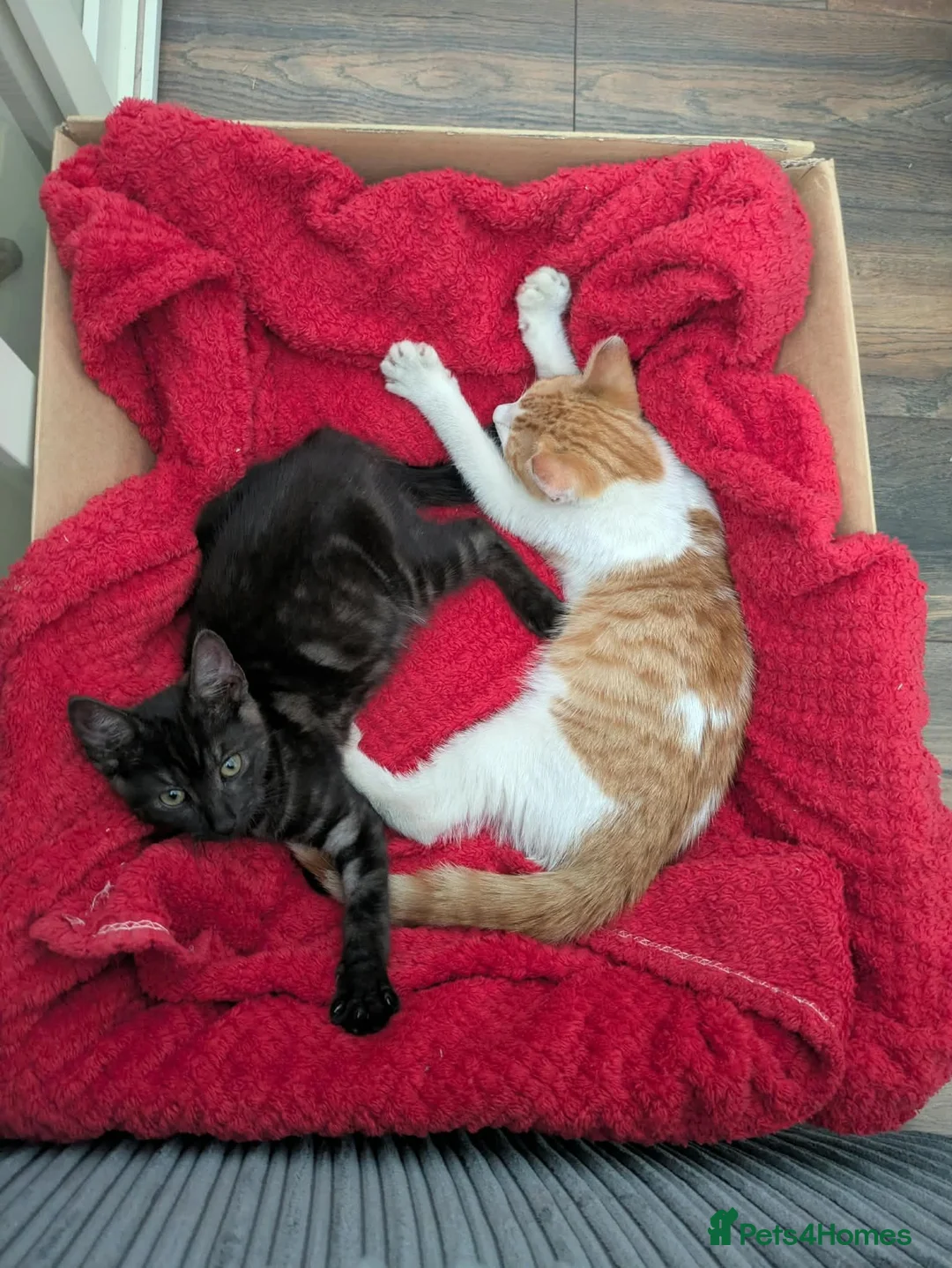 Mixed Breed cats for sale: Kittens - Advert 2