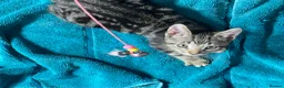 Mixed Breed cats for sale: Cute kittens for sale KT4 - Advert 15