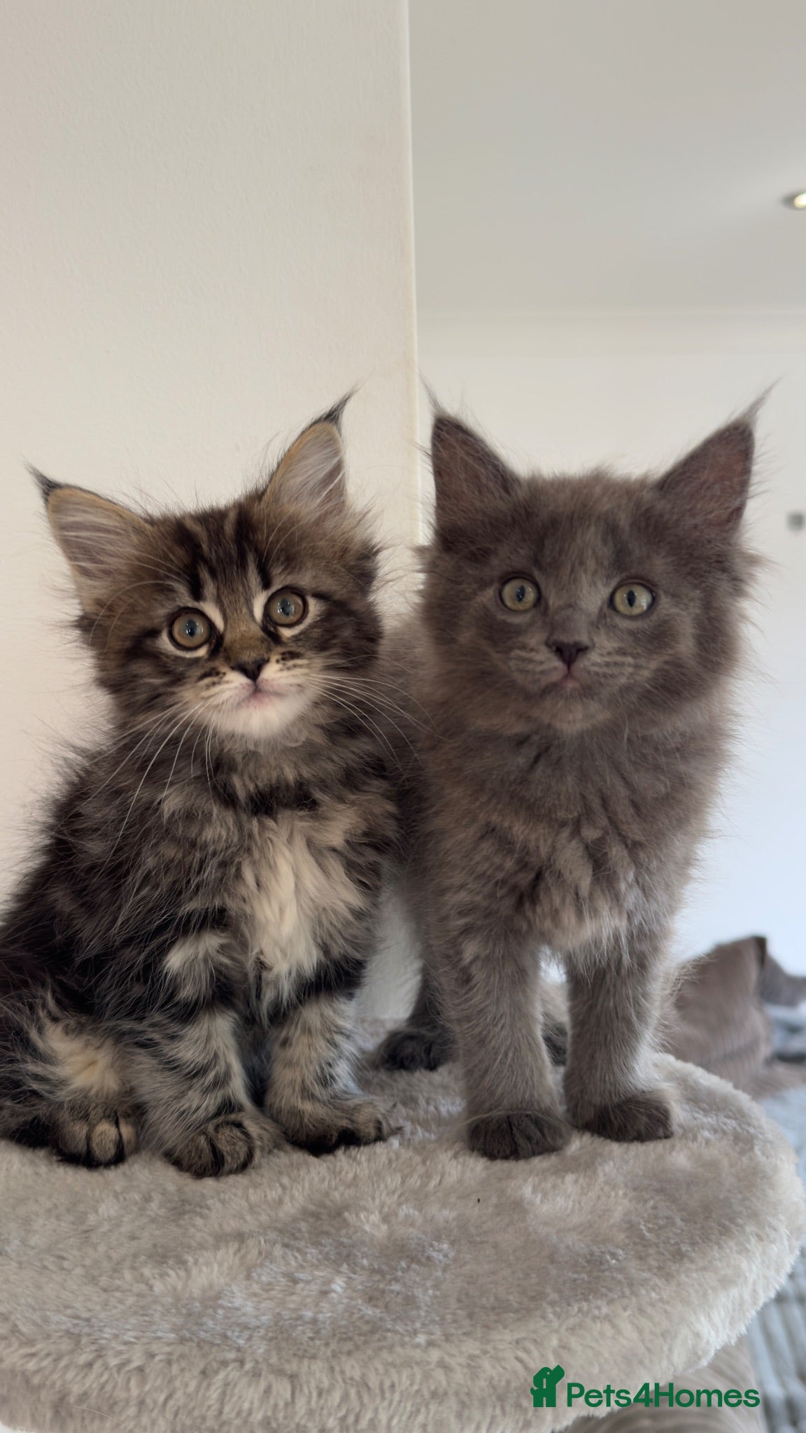 Mixed Breed cats ONE GIRL LEFT - Maine coon x ragdoll kittens   - Advert 14