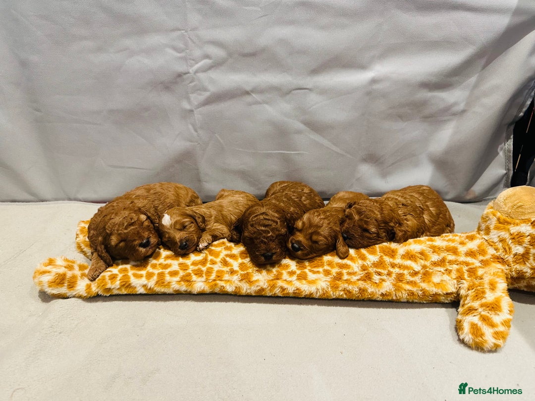 Cavapoo dogs for sale: Toy Cavapoo Puppies  - Advert 12