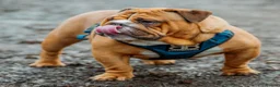 English Bulldog dogs for stud: BISCUIT for stud red and white boy - Advert 3
