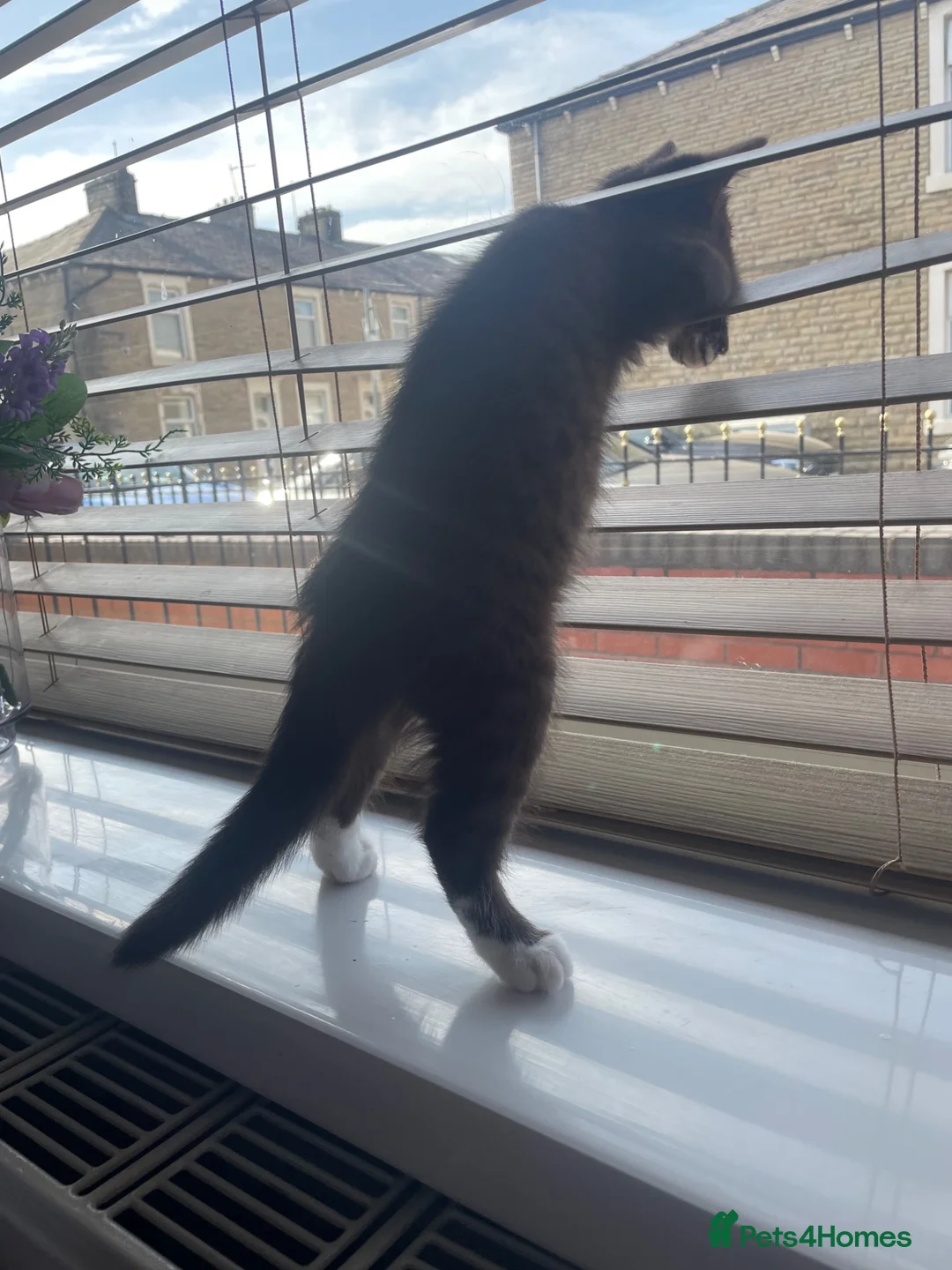 British Shorthair cats for sale: Charming British Short Hair - Advert 2