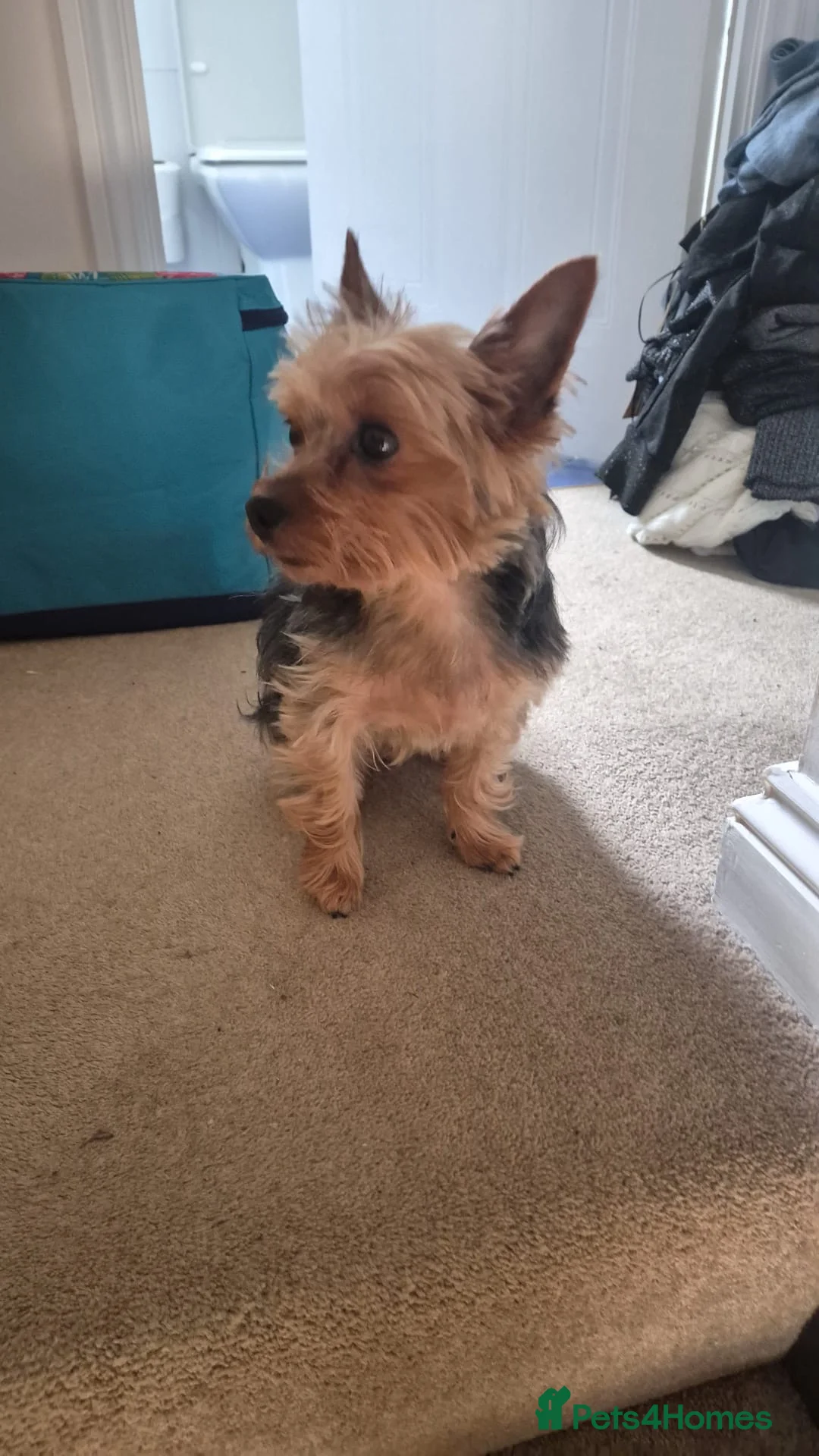 Yorkshire Terrier dogs for sale: Yorkshire Terrier - Advert 2