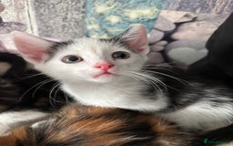Mixed Breed cats for sale: Beautiful loving kittens  - Image 7