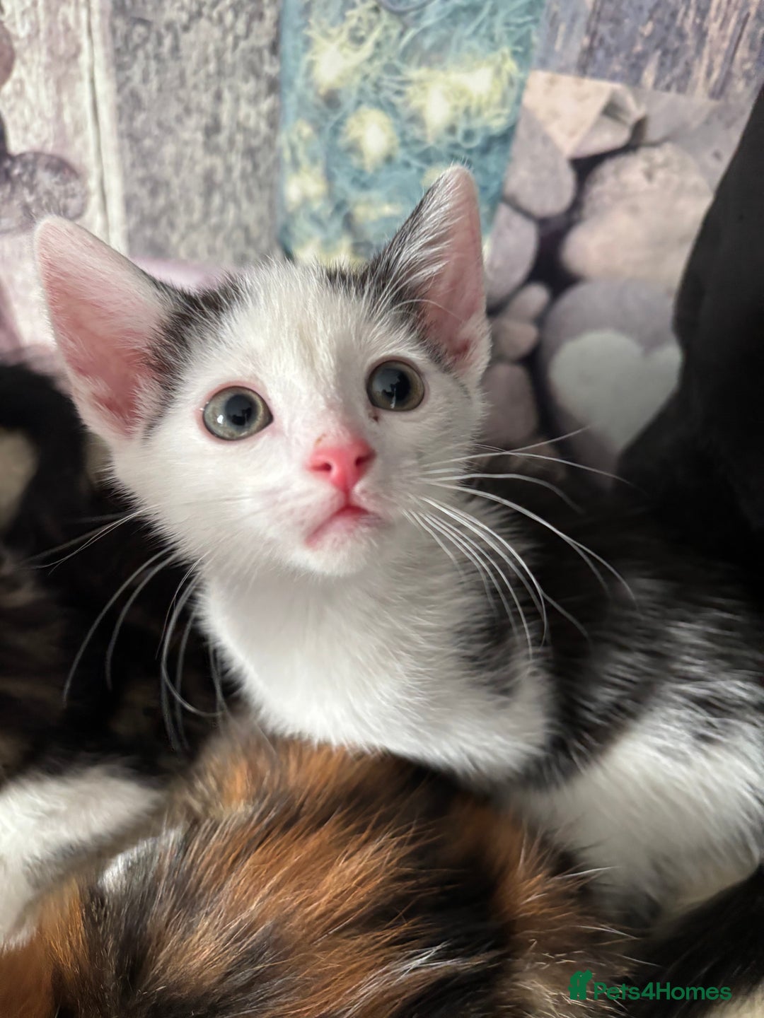 Mixed Breed cats for sale: Beautiful loving kittens  - Image 7