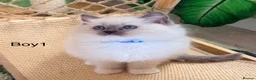 Ragdoll cats for sale: Stunning Champion bloodline TICA Ragdoll kittens - Advert 20