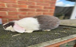 Angora rabbits for sale: Rabbits for adoption - Urgent - Image 19