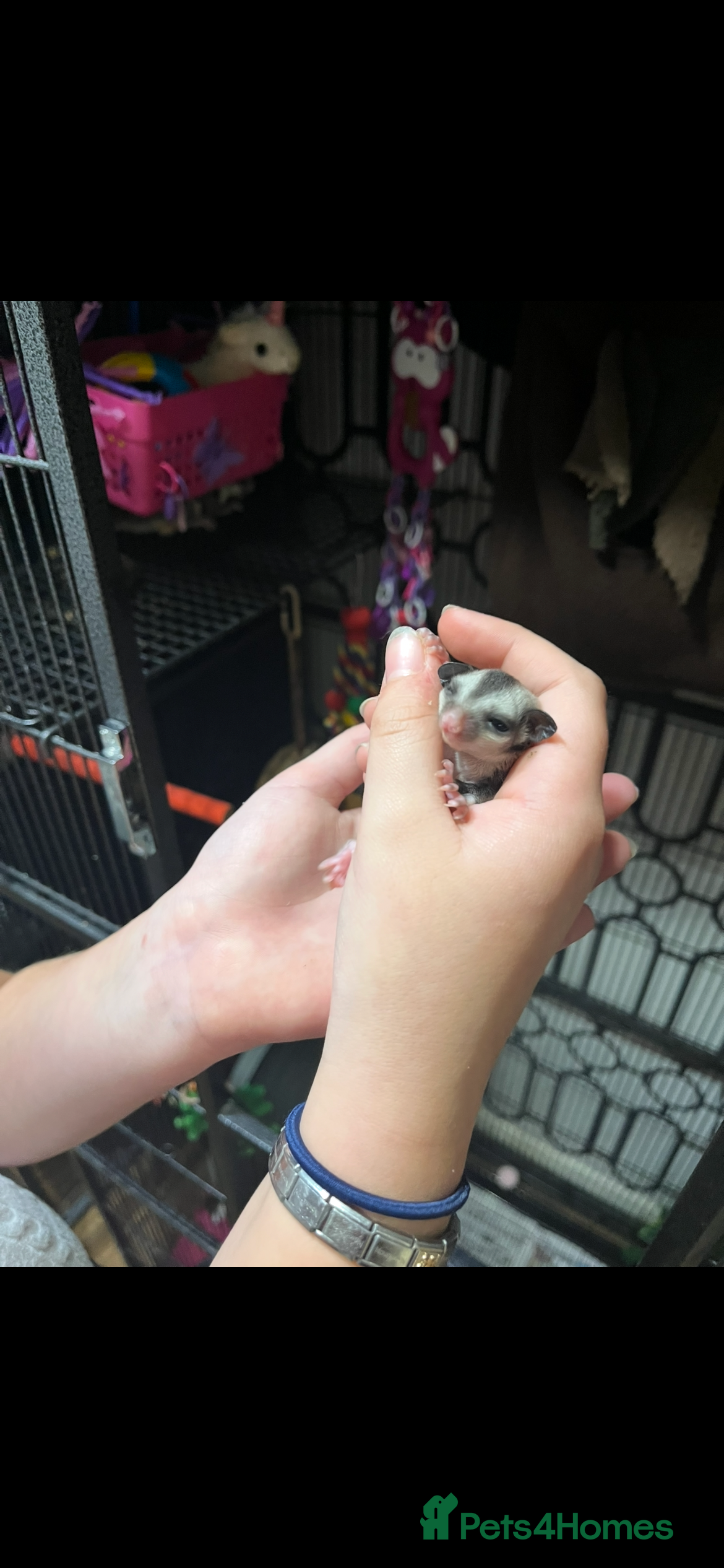 Sugar Glider rodents Sugar glider babies  - Advert 1