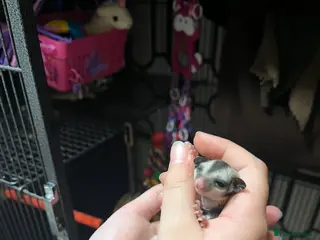 Sugar Glider rodents Sugar glider babies - Advert 8