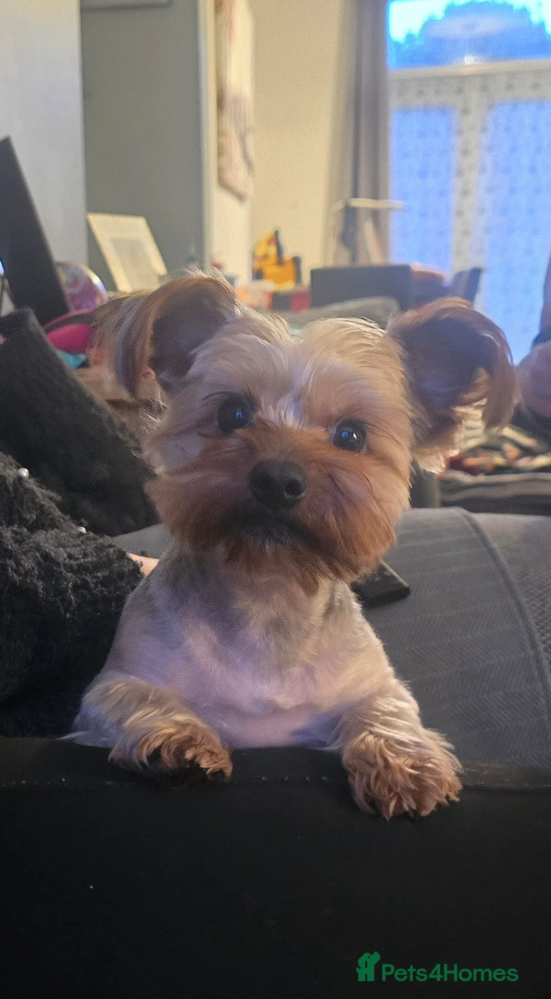 Yorkshire Terrier dogs for stud: 4 year old Yorksire terrier for stud in Southend-on-Sea - Advert 1