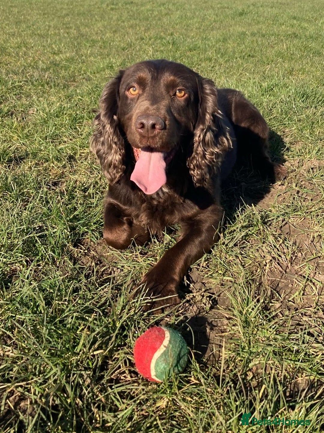 Cocker Spaniel dogs for stud: FOR STUD KC working cocker, Fully Health tested  in King's Lynn - Advert 2