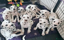 Dalmatian dogs for sale: Champion Lines Dalmatian Puppies - Image 8