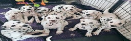 Dalmatian dogs for sale: Champion Lines Dalmatian Puppies - Advert 15