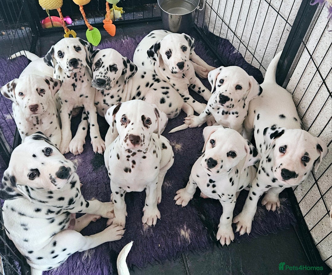 Dalmatian dogs for sale: Champion Lines Dalmatian Puppies - Image 8