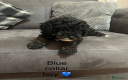 Miniature Poodle dogs for sale: 3 miniature poodles remaining  - Image 15