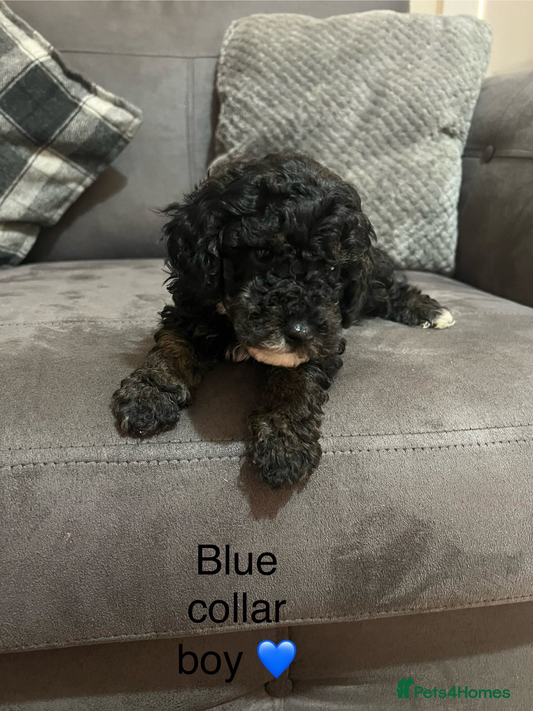 Miniature Poodle dogs for sale: 3 miniature poodles remaining  - Image 15
