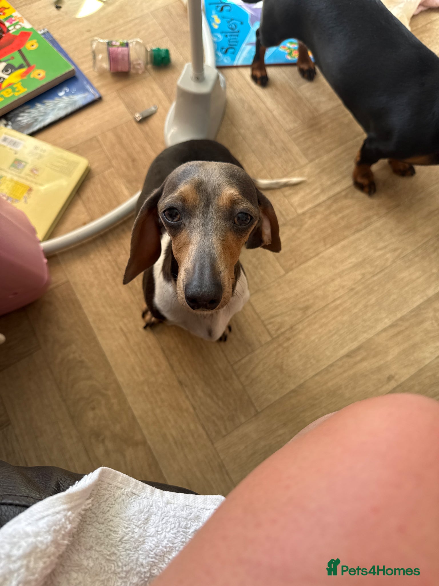 Miniature Dachshund dogs 3 female miniature dachshund  - Advert 13