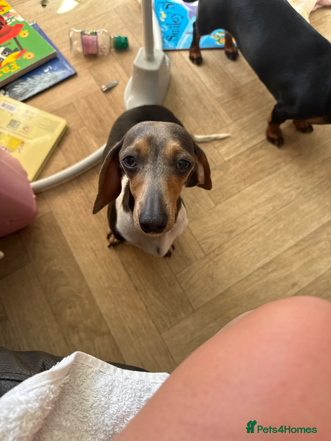 Miniature Dachshund dogs for sale: 3 female miniature dachshund  - Advert 1