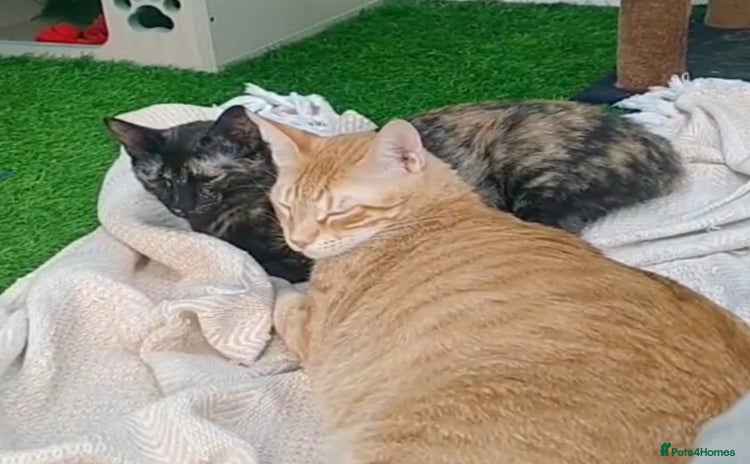 Mixed Breed cats - Advert 2