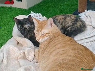 Mixed Breed cats - Advert 15