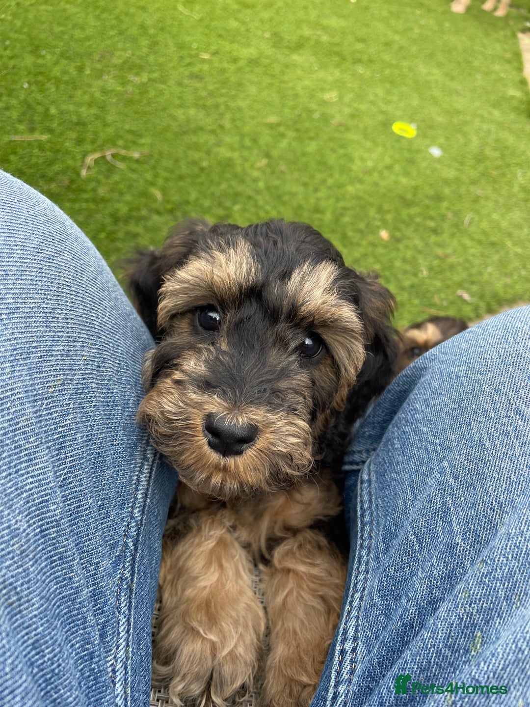 Cockapoo dogs for sale: Cuddly, cute, calm, sable Cockapoo puppies  - Image 8