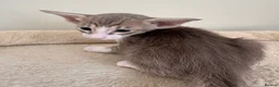 Siamese cats for sale: 🐾 **Gorgeous Oriental Shorthair & Siamese Kittens - Advert 4