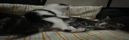Mixed Breed cats for sale: Beautiful & Bonnie Boys & Mumma - Advert 13