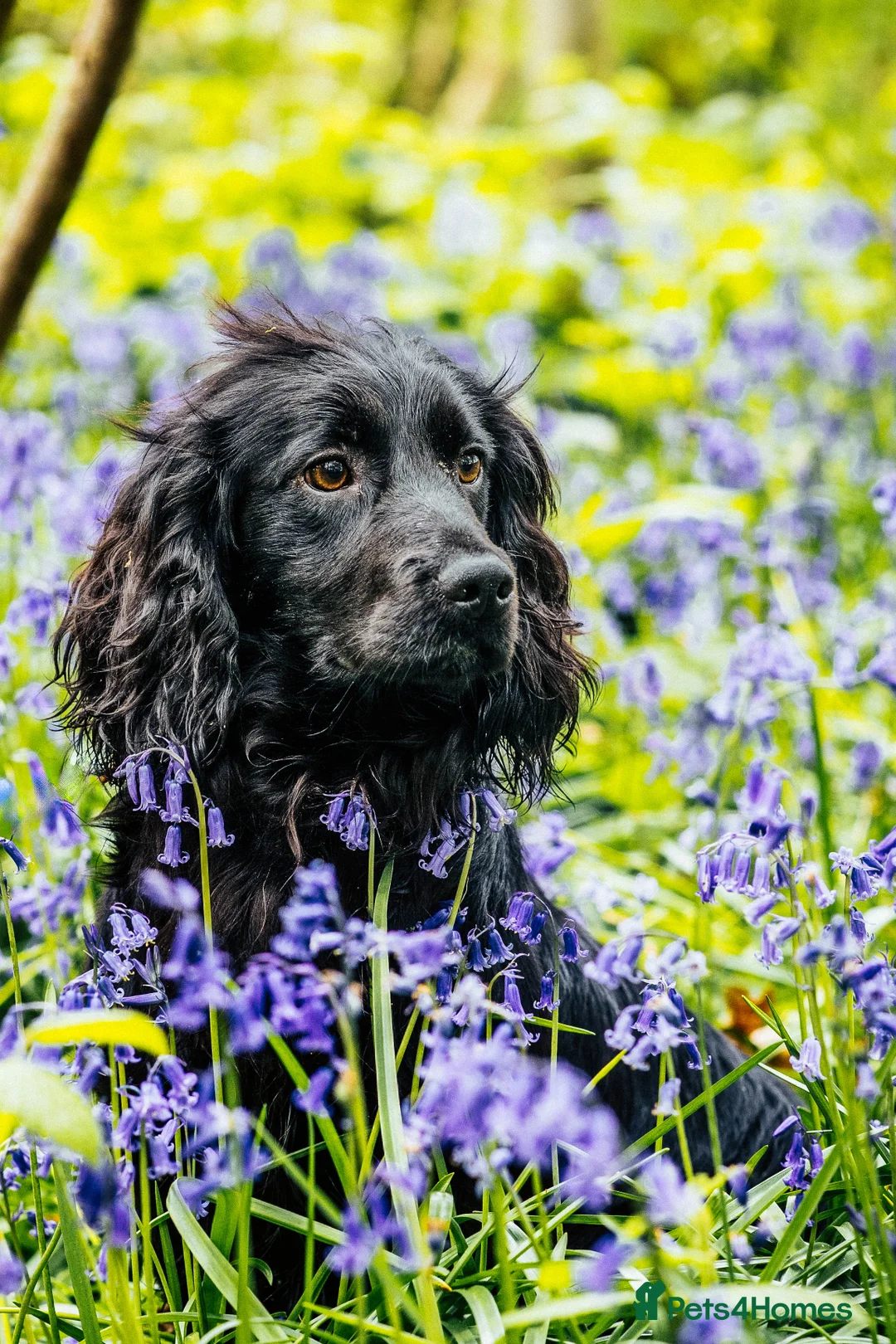 Cocker Spaniel dogs for stud: Ftch x ftch bred, 💥FULLY💥 health tested cocker in Cranbrook - Advert 2