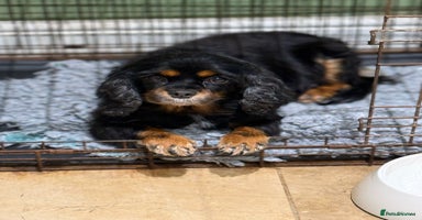 Cavalier King Charles Spaniel dogs - Advert 10