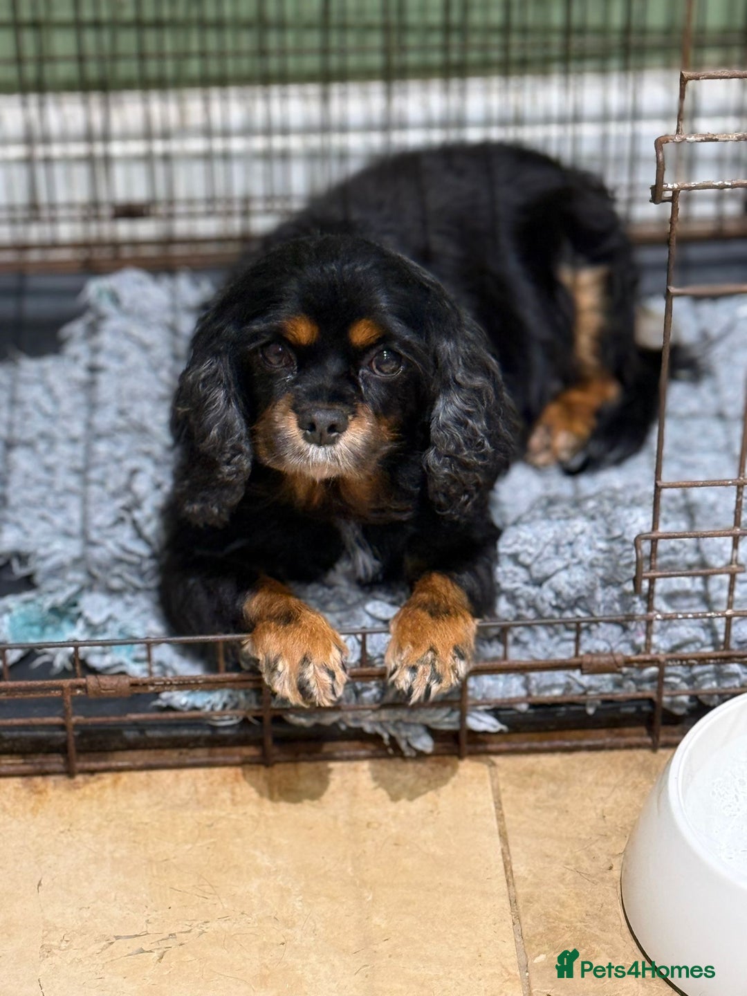 Cavalier King Charles Spaniel dogs for sale: Kc Reg Black and Tan cavalier bitch - Image 1