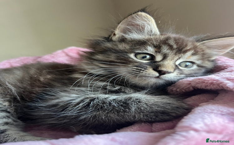 Maine Coon cats - Advert 4